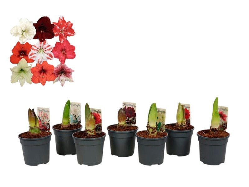 AMARYLLIS   M12 2 botons de flor