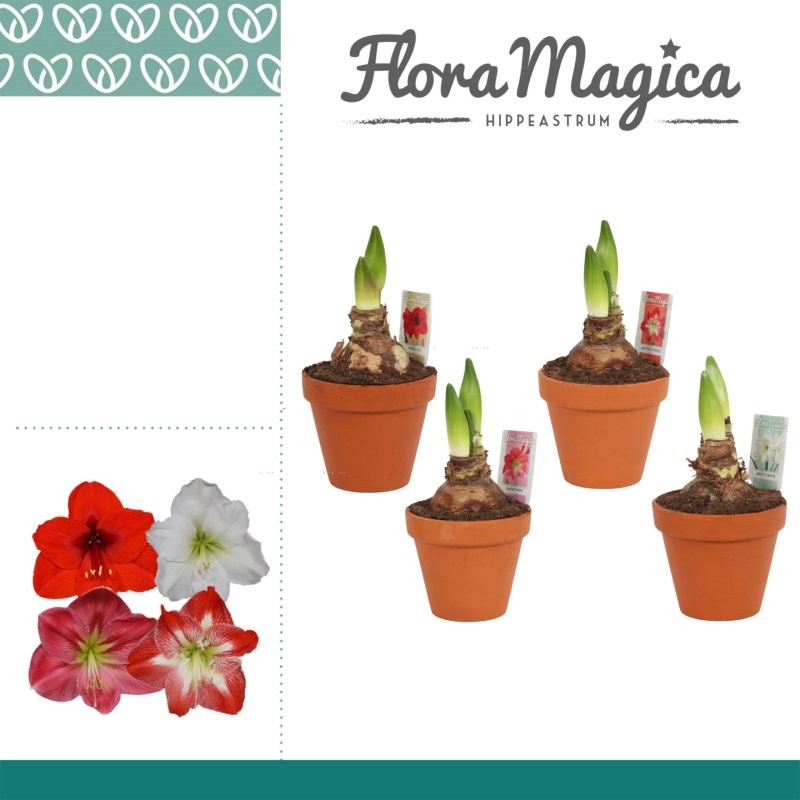 AMARYLLIS  M14  EXTRA 2 flors test de fang