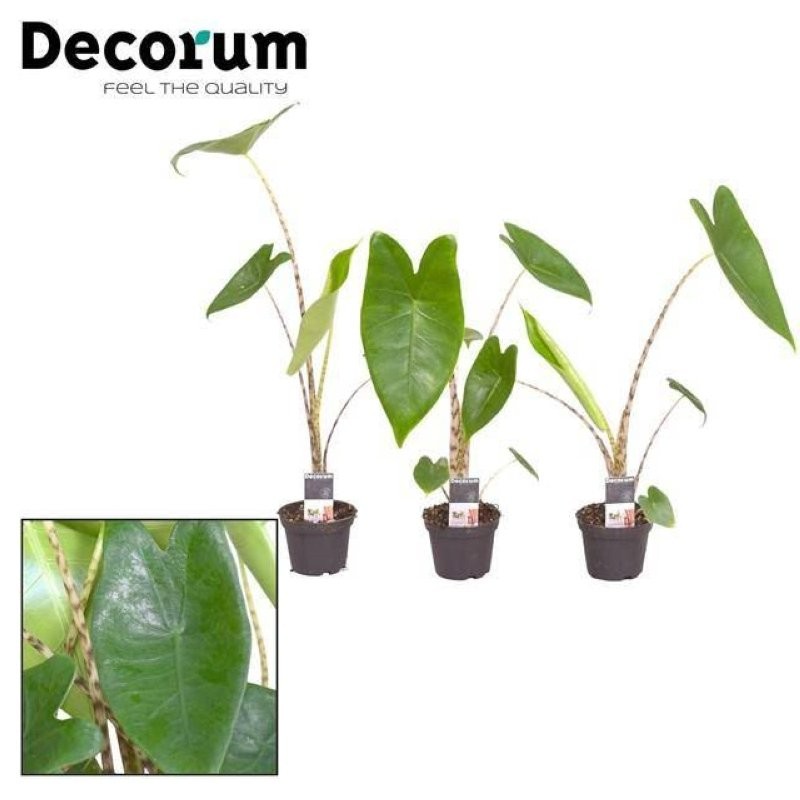 ALOCASIA  M 7 ZEBRINA