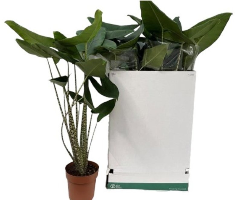 ALOCASIA  M21 ZEBRINA