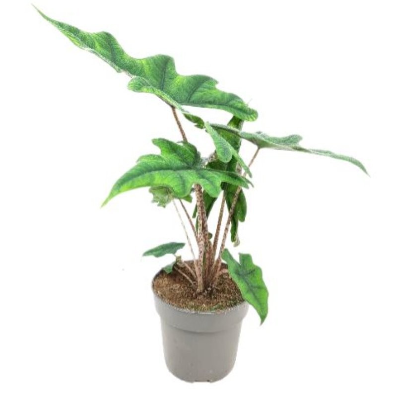 ALOCASIA  M14 Jacklyn