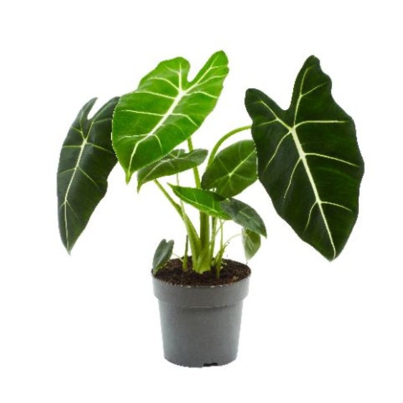 ALOCASIA  M14 Micholitziana Frydek