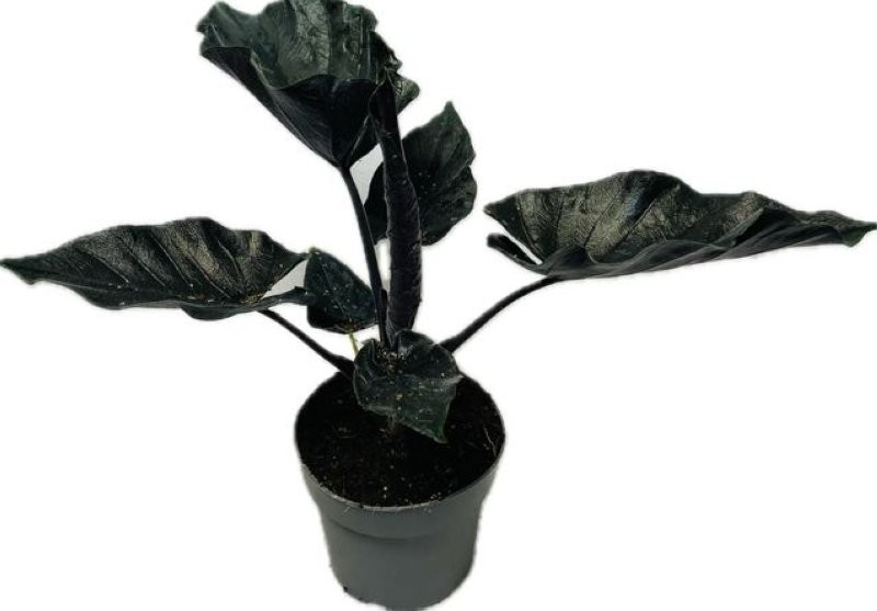 ALOCASIA  M14 ANTORO VELVET