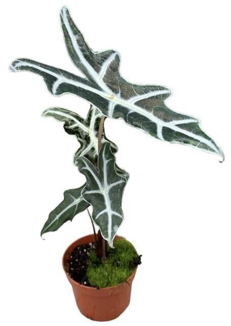 ALOCASIA  M11 NOBOLIS