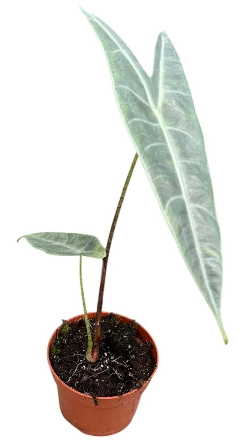 ALOCASIA  M11 Longiloba Silver