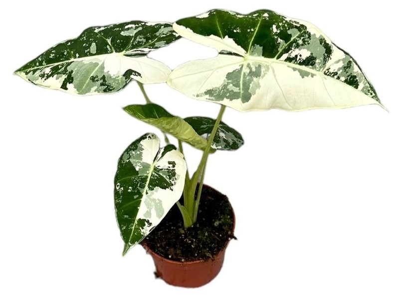 ALOCASIA  M11 Micholitziana Frydek variegada