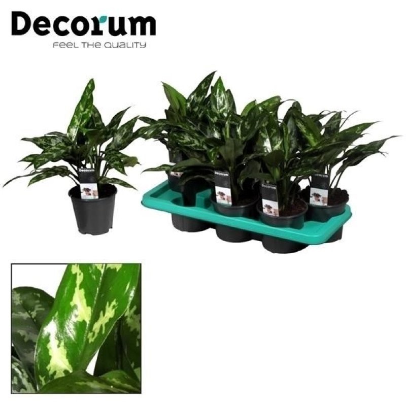 AGLAONEMA  M14 Cutlass