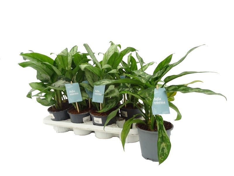 AGLAONEMA  M14 mix
