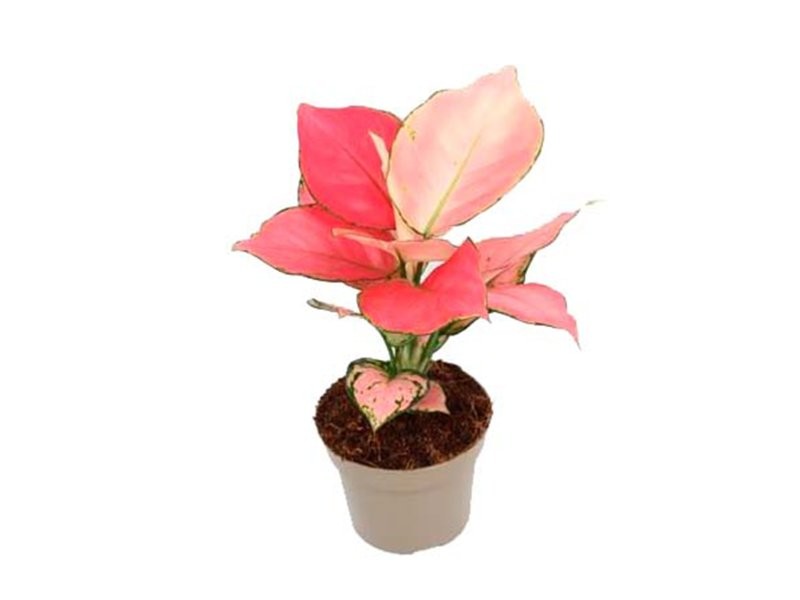 AGLAONEMA  M12 PINK STAR