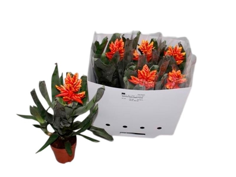 AECHMEA PEPITA ELEGANT FLAMES M12