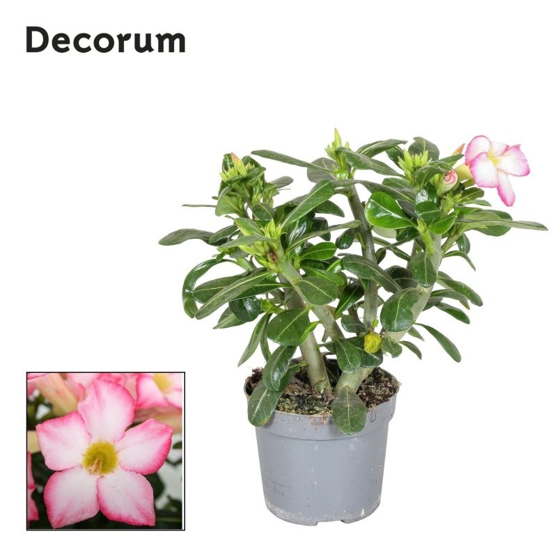 ADENIUM OBESUM M14 Pink
