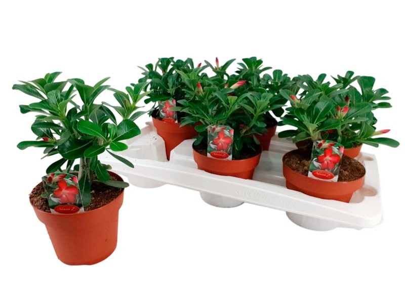 ADENIUM OBESUM M14 Anouk