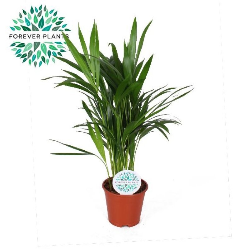 ARECA  M14 H50