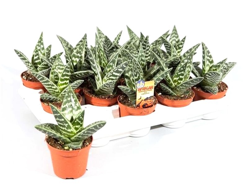 ALOE VARIEGADA M 8