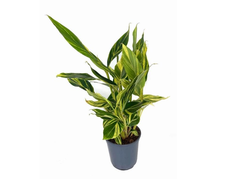 ALPINIA VARIEGATA M20