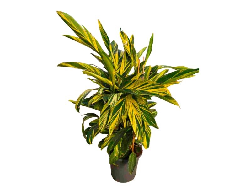 ALPINIA VARIEGATA M32