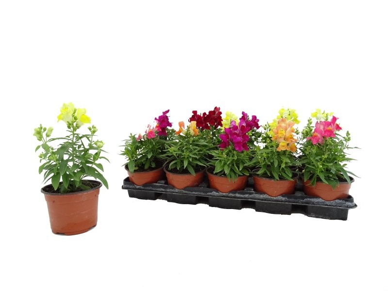 ANTIRRHINUM MAJUS 11