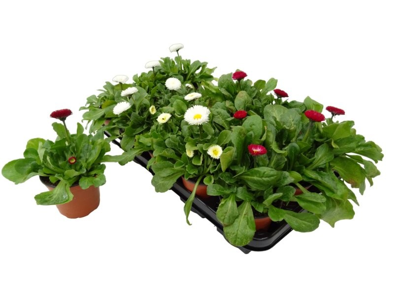 BELLIS PERENNIS M11