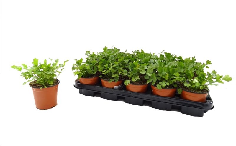 CORIANDRUM SATIVUM M11 - CORIANDRE