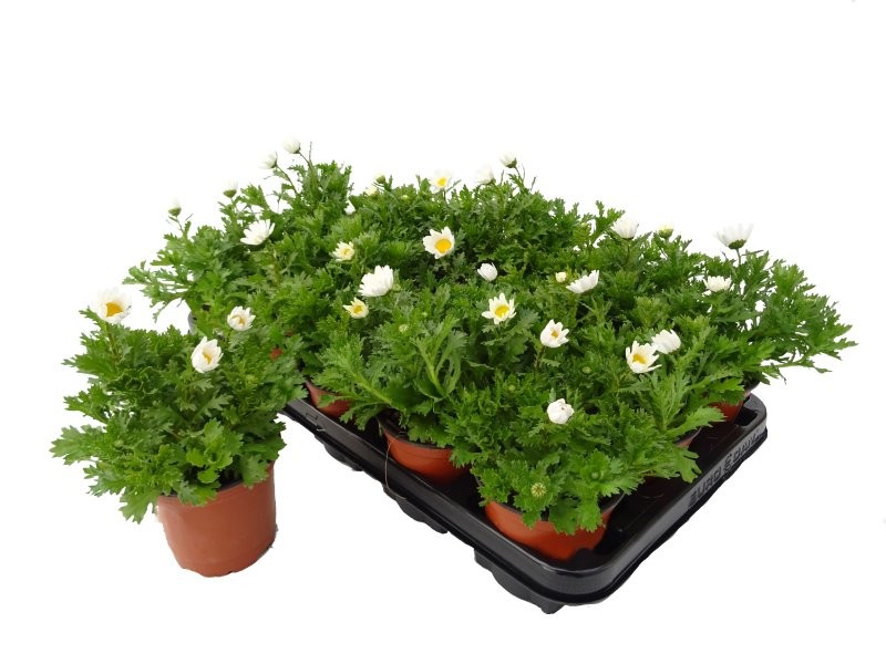 CHRYSANTHEMUM PALUDOSUM 11