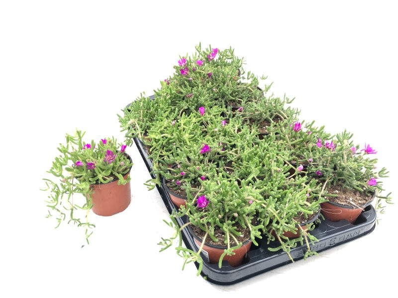 DROSANTHEMUM CANDENS 11 - MESEM PENDULINO