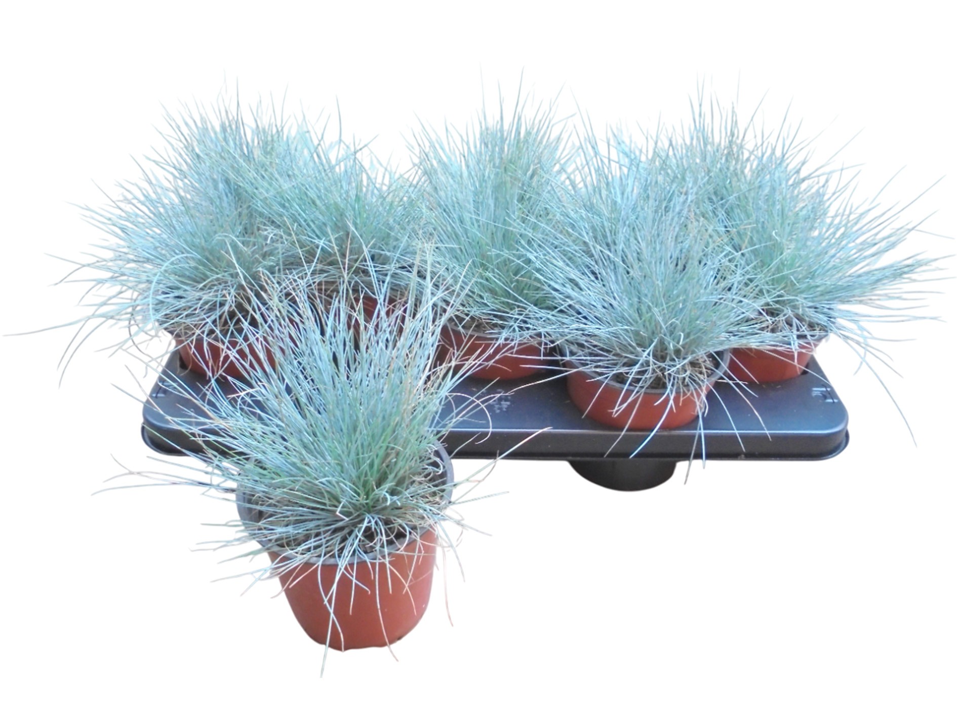 FESTUCA GLAUCA M13