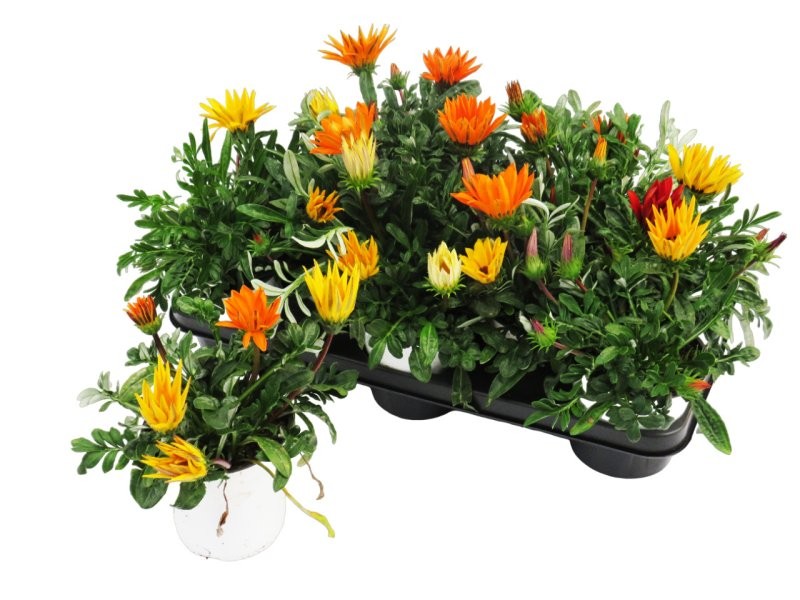 GAZANIA HYBRIDA  M13