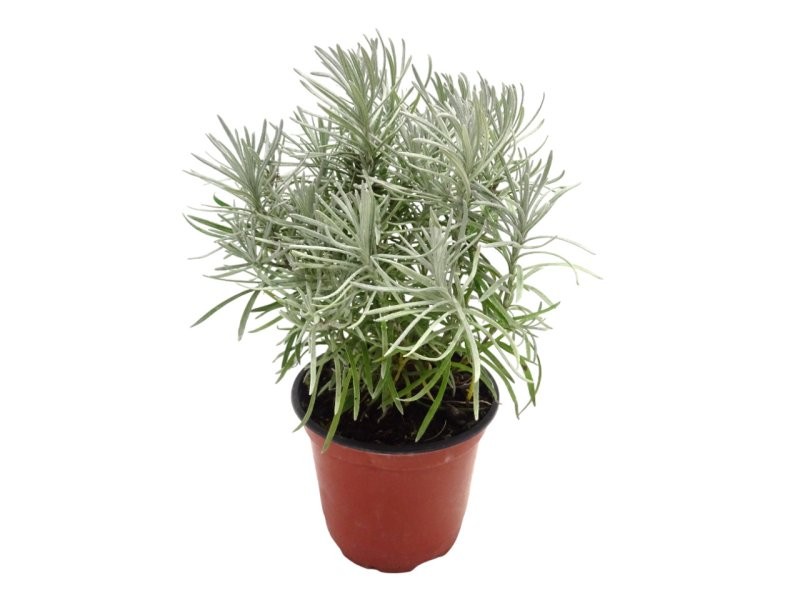 HELICHRYSUM TIASCHANICUM M11 - CURRI