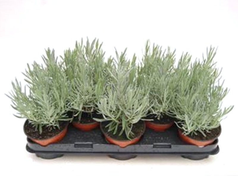 LAVANDULA ANGUSTIFOLIA M13 - TRADICIONAL
