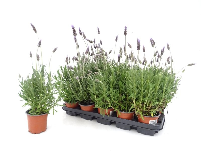LAVANDULA DENTATA M11