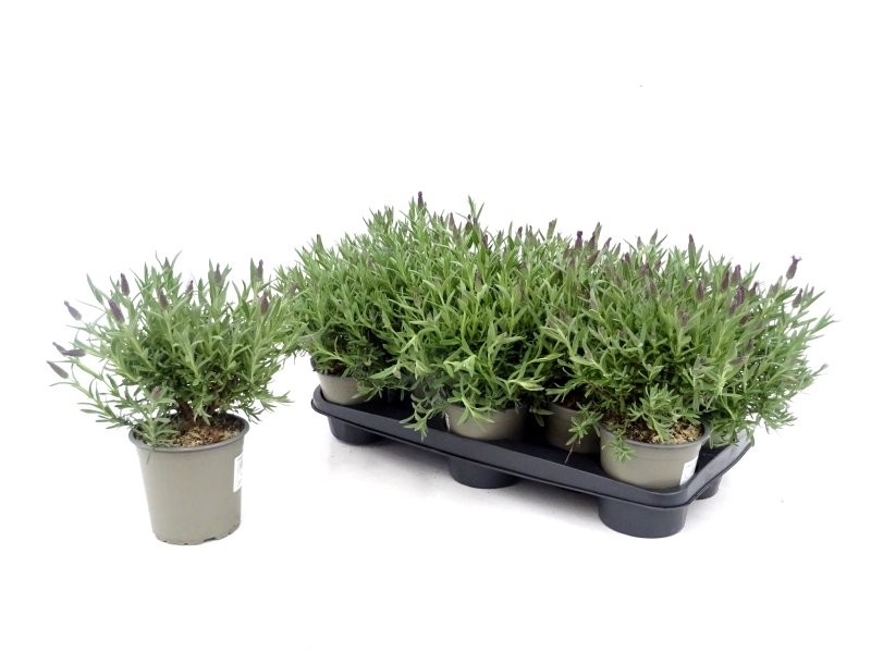 LAVANDULA STOECHAS M13