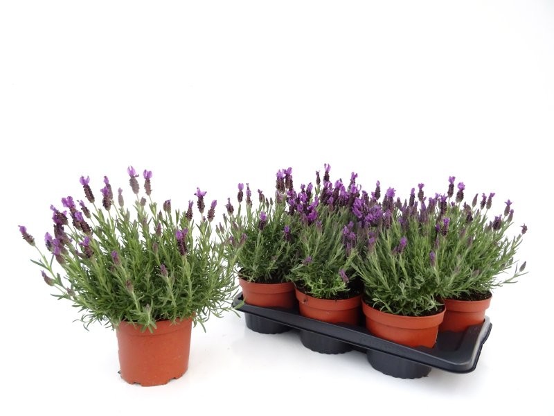 LAVANDULA STOECHAS M17