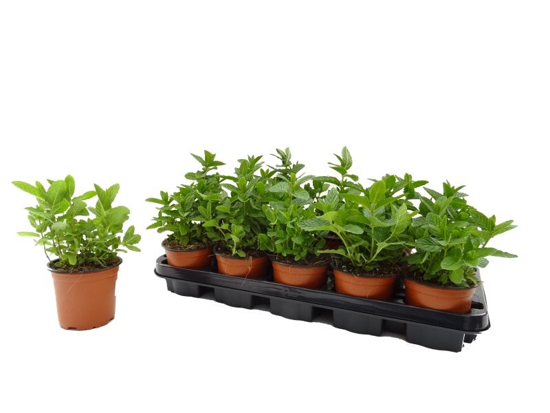 MENTHA SPICATA M11