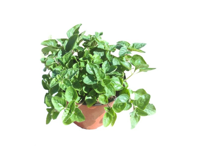 ORIGANUM VULGARE M11 - ORENGA