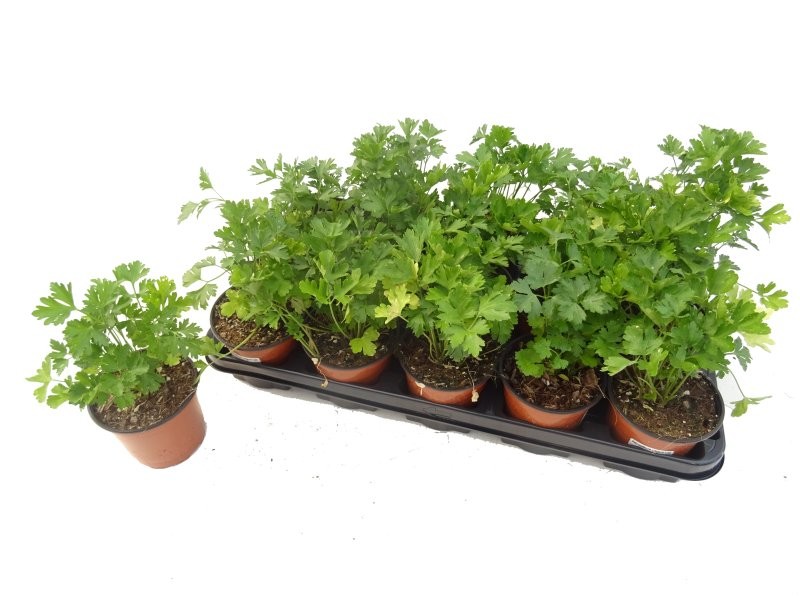 PETROSELINUM CRISPUM LISO 11 - JULIVERT LLIS