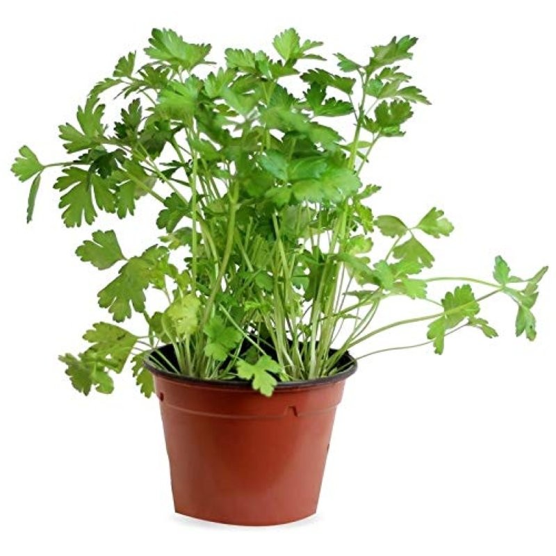 PETROSELINUM CRISPUM LISO M14 - JULIVERT LLIS