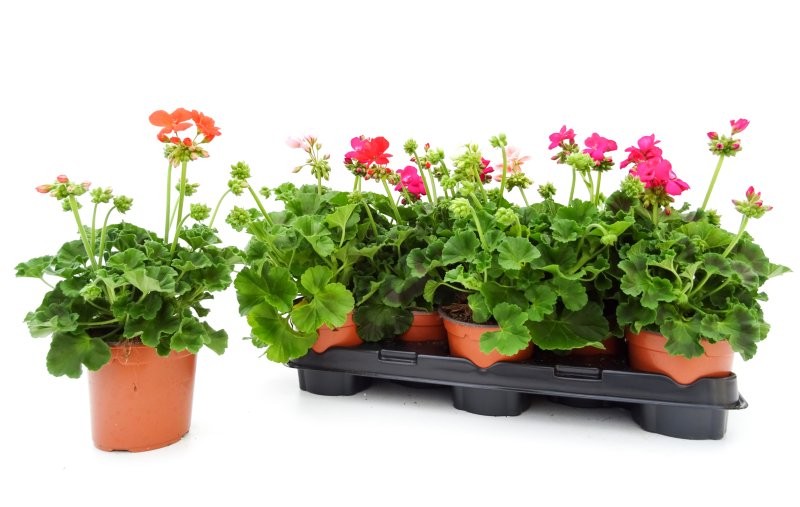 PELARGONIUM ZONALE M13