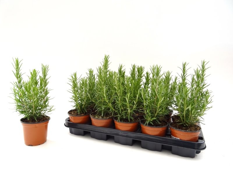 ROSMARINUS OFFICINALIS M11 - ROSMARINUS