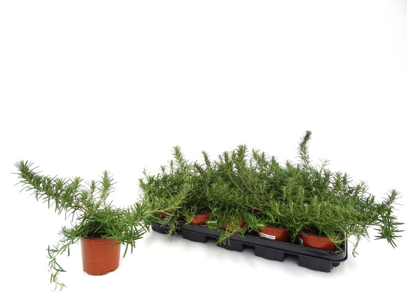 ROSMARINUS PROSTRATUS M11