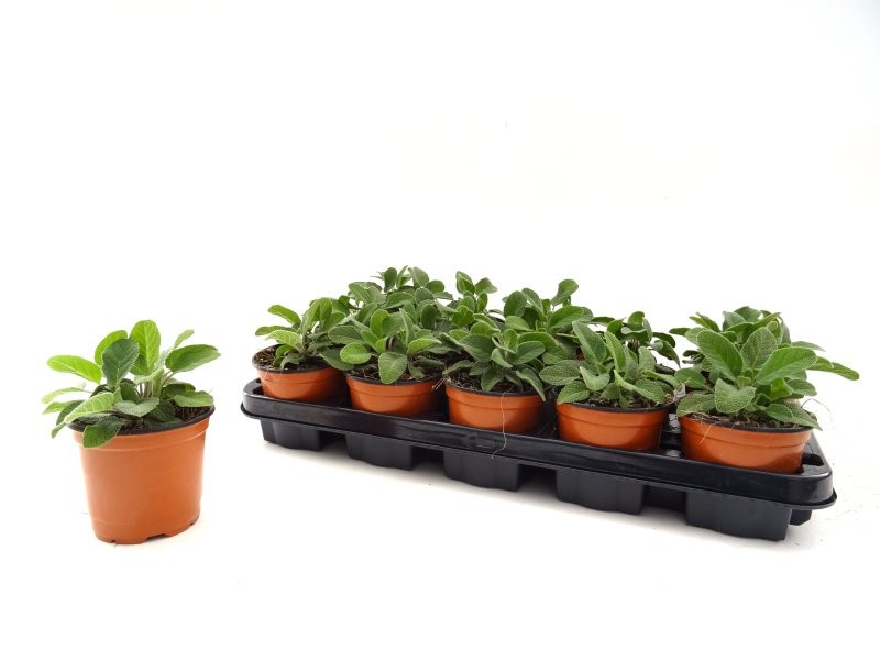 SALVIA OFFICINALIS M11