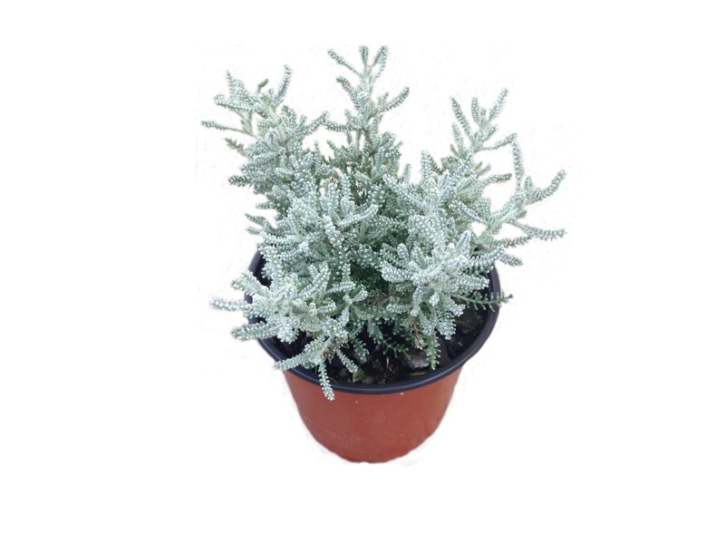 SANTOLINA CHAMAECYPARYSUS M11