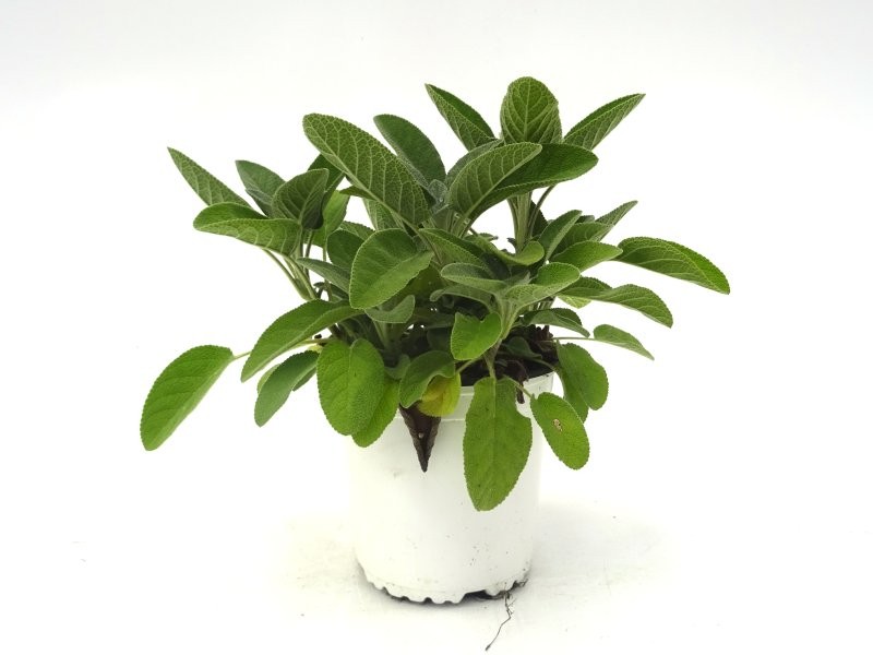 SALVIA OFFICINALIS M13