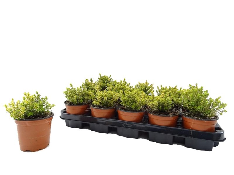 THYMUS CITRIODORUS M11