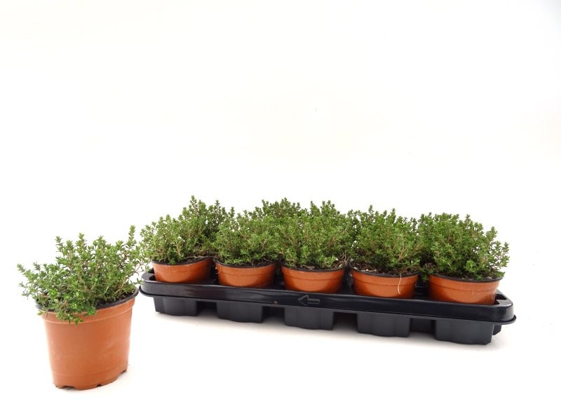 THYMUS COMPACTA M11