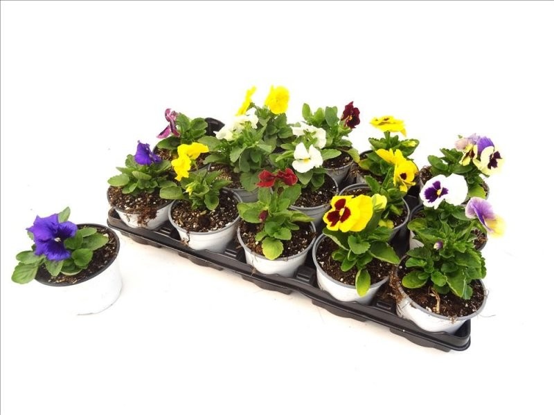 VIOLA X WITTROCKIANA M11