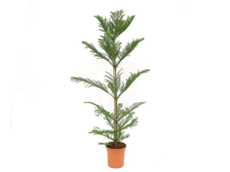 ARAUCARIA  M20