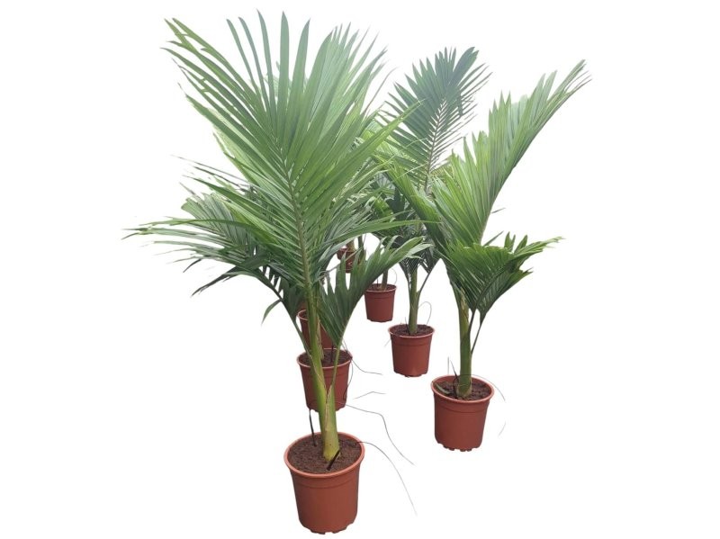 ARCHONTHOPHOENIX ALEXANDRAE C24