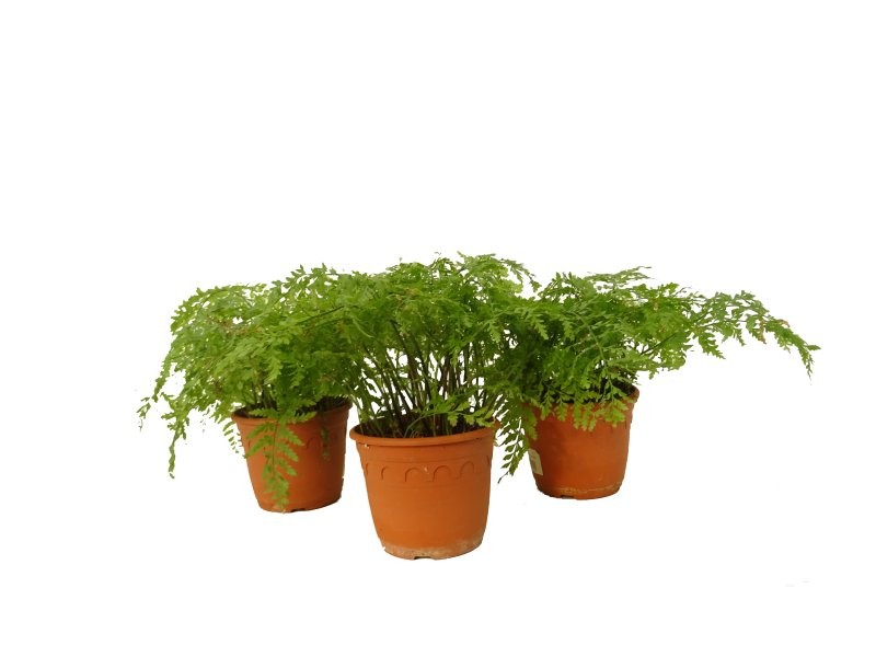 ASPLENIUM BULBIFERUM  M14