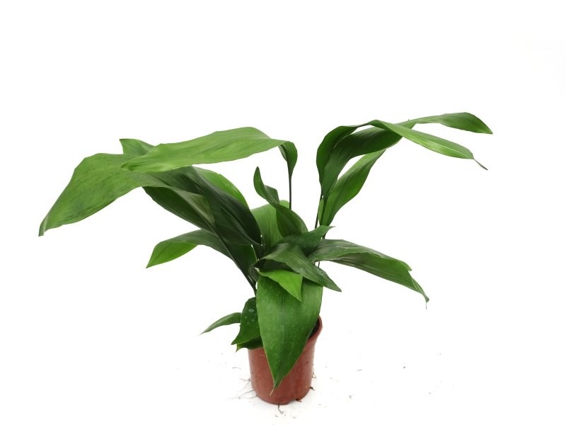 ASPIDISTRA  M17