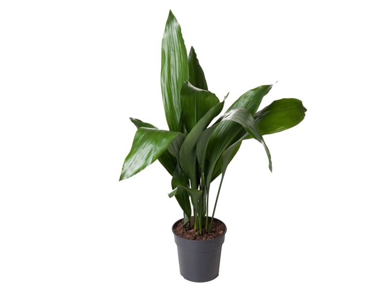 ASPIDISTRA  M21